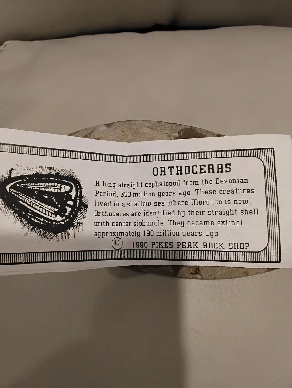 Vintage Orthoceras Fossil Paperweight Firm Price